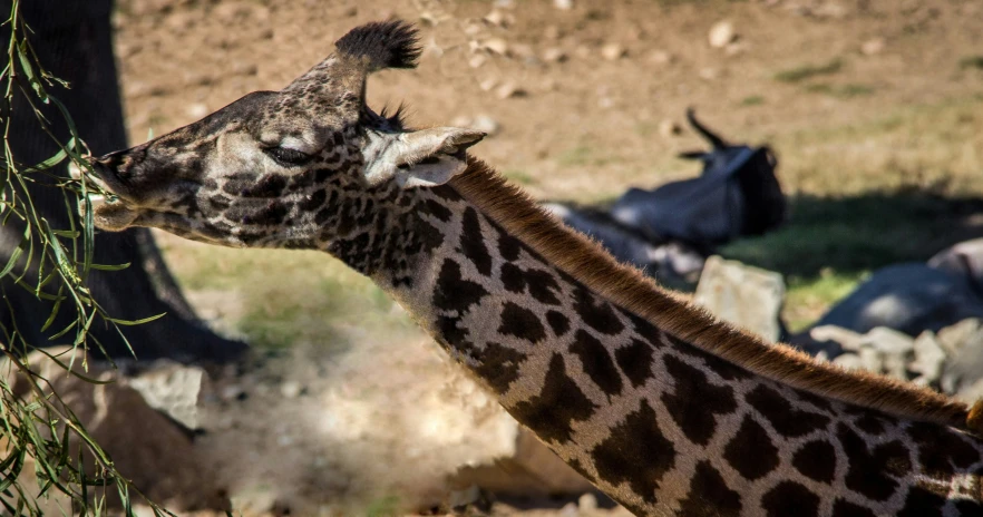 a giraffe is eating leaves on a tree