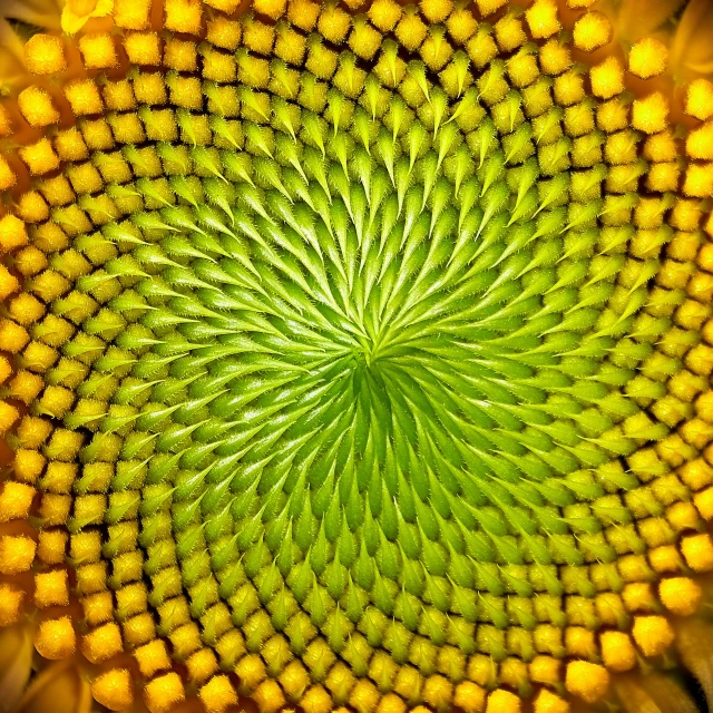 close up view of a beautiful flower's petals