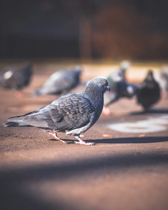 a gray pigeon is standing near a flock of other birds