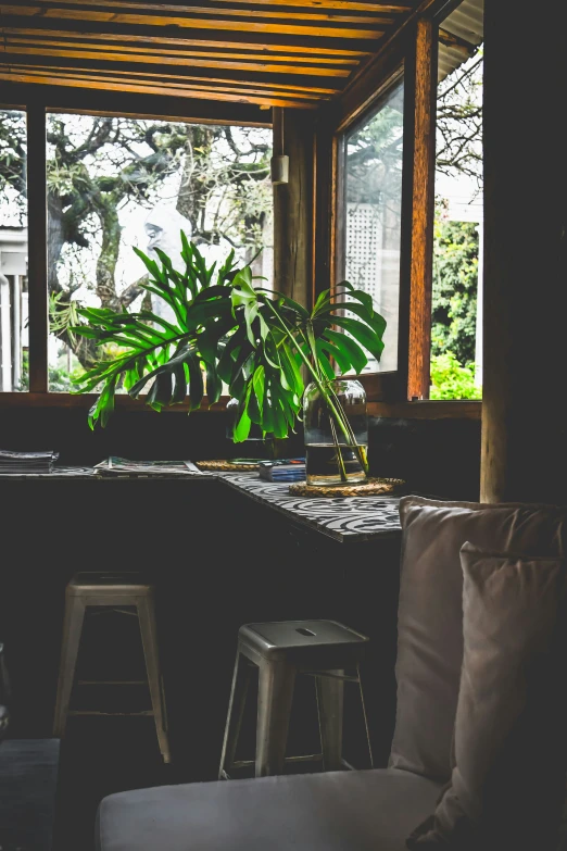 a small houseplant in a modern living room