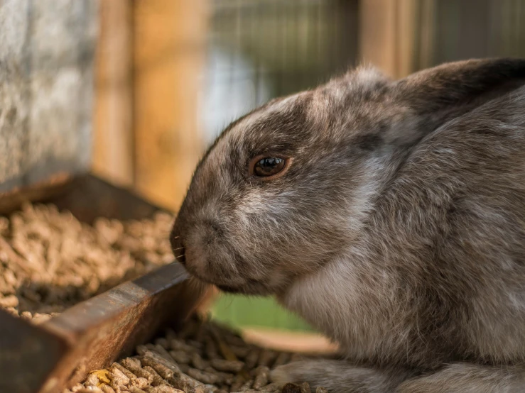 a grey bunny eating food out of its cage