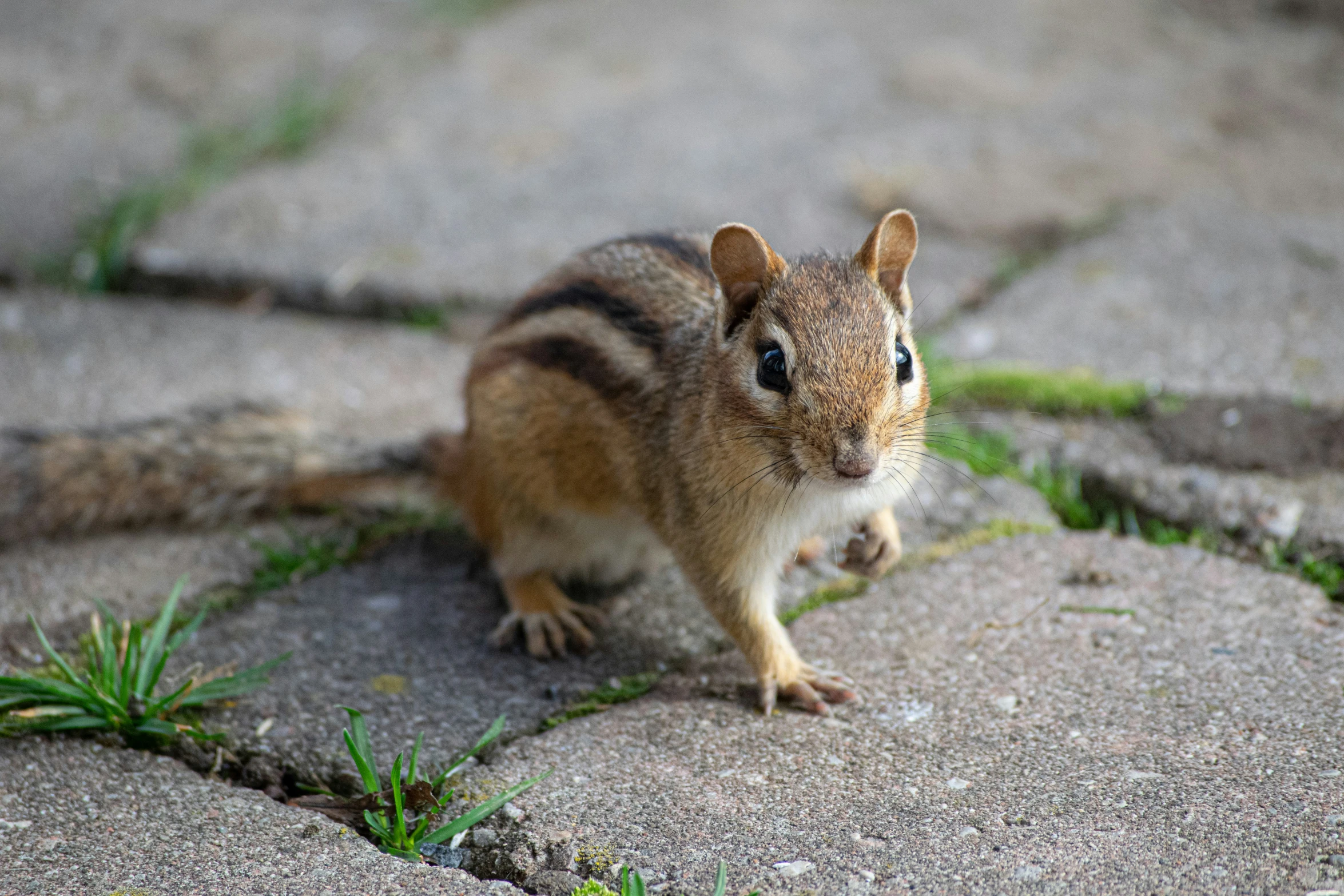 a rodent is sitting down outside in the grass