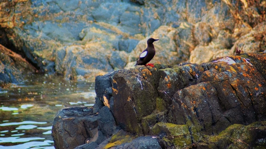 a small bird sitting on top of a rock next to water