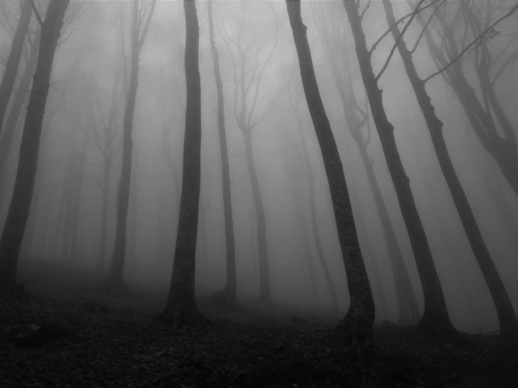 a row of tall trees in the foggy forest