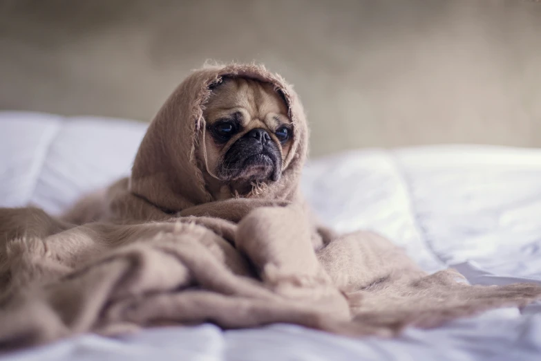 a pug wrapped in a blanket on top of a bed