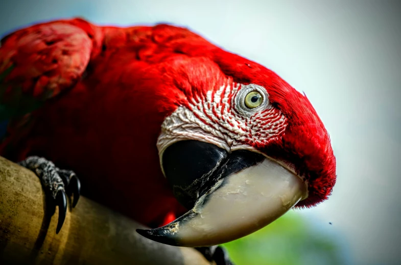 the parrot is sitting on the nch looking around