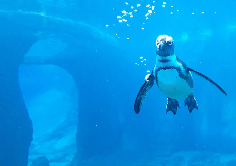 a penguin swimming over the top of an aquarium