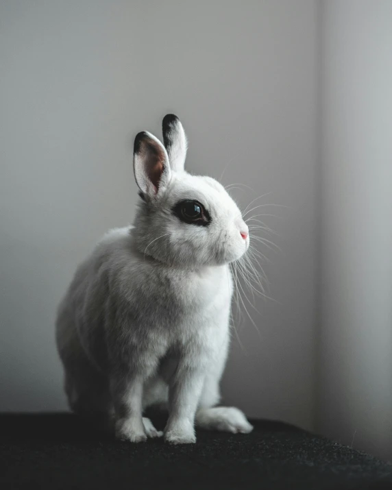 a small stuffed rabbit sitting on top of a table