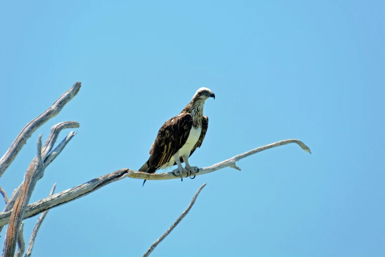 a bird with very large feet sitting on top of a tree nch