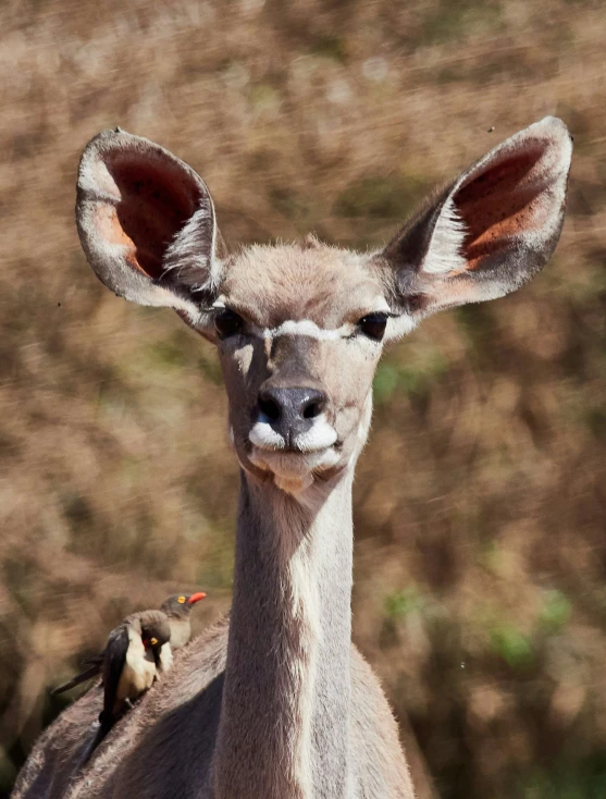 a small, gray animal is standing next to a larger animal