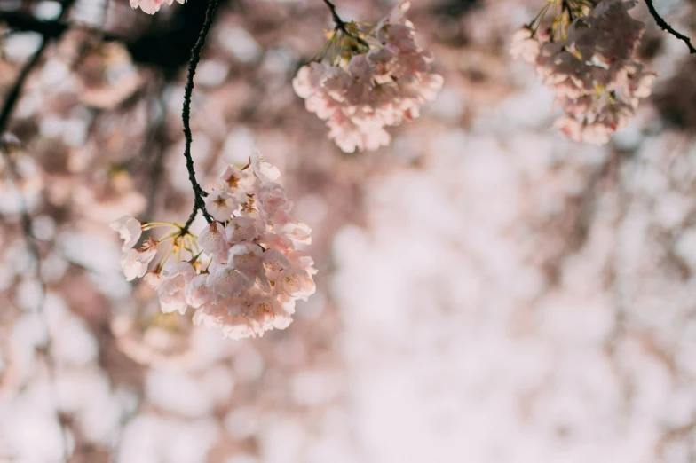 pink blossom on nch with white background