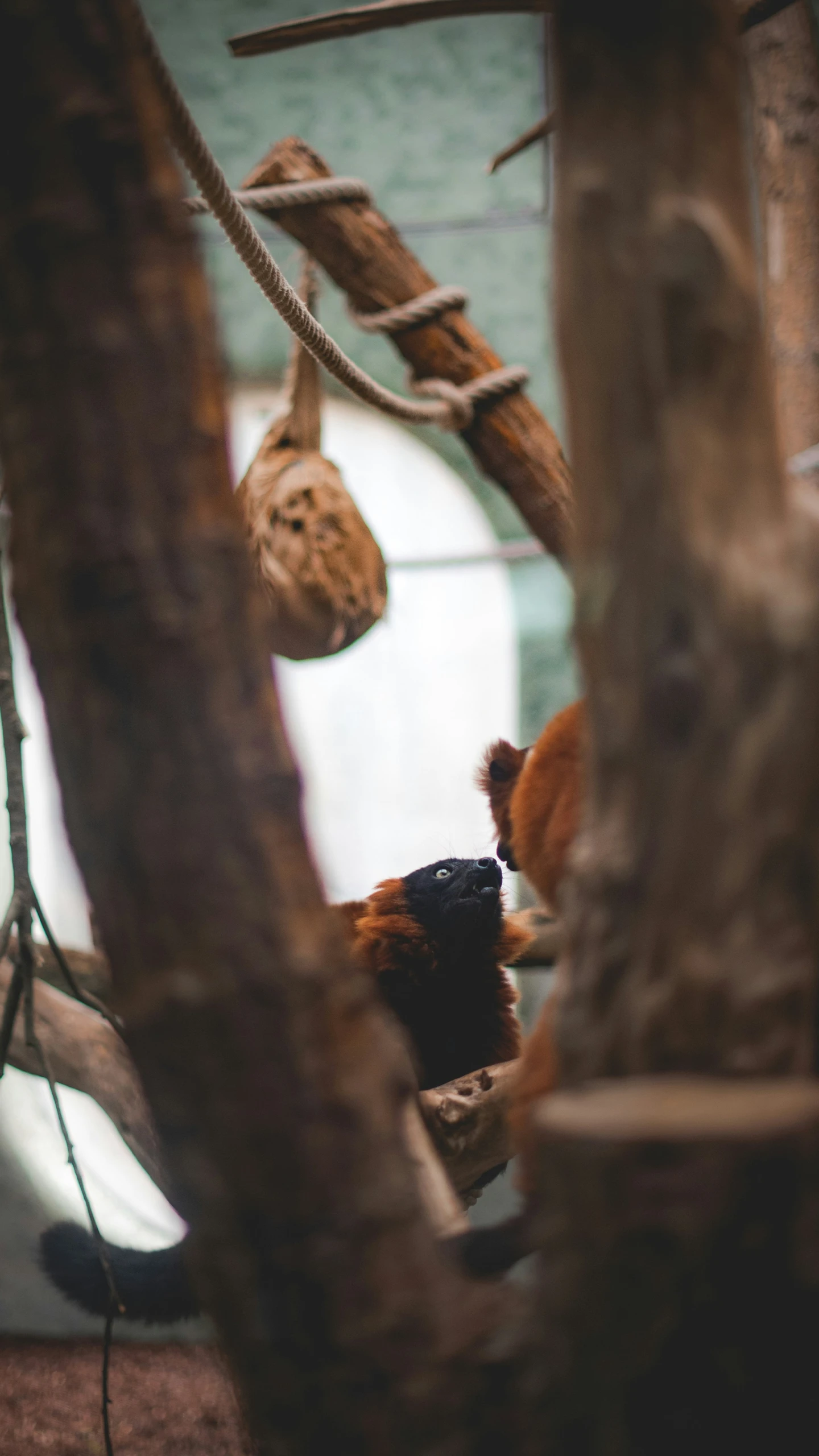 two monkeys climbing up the tree nches at a zoo