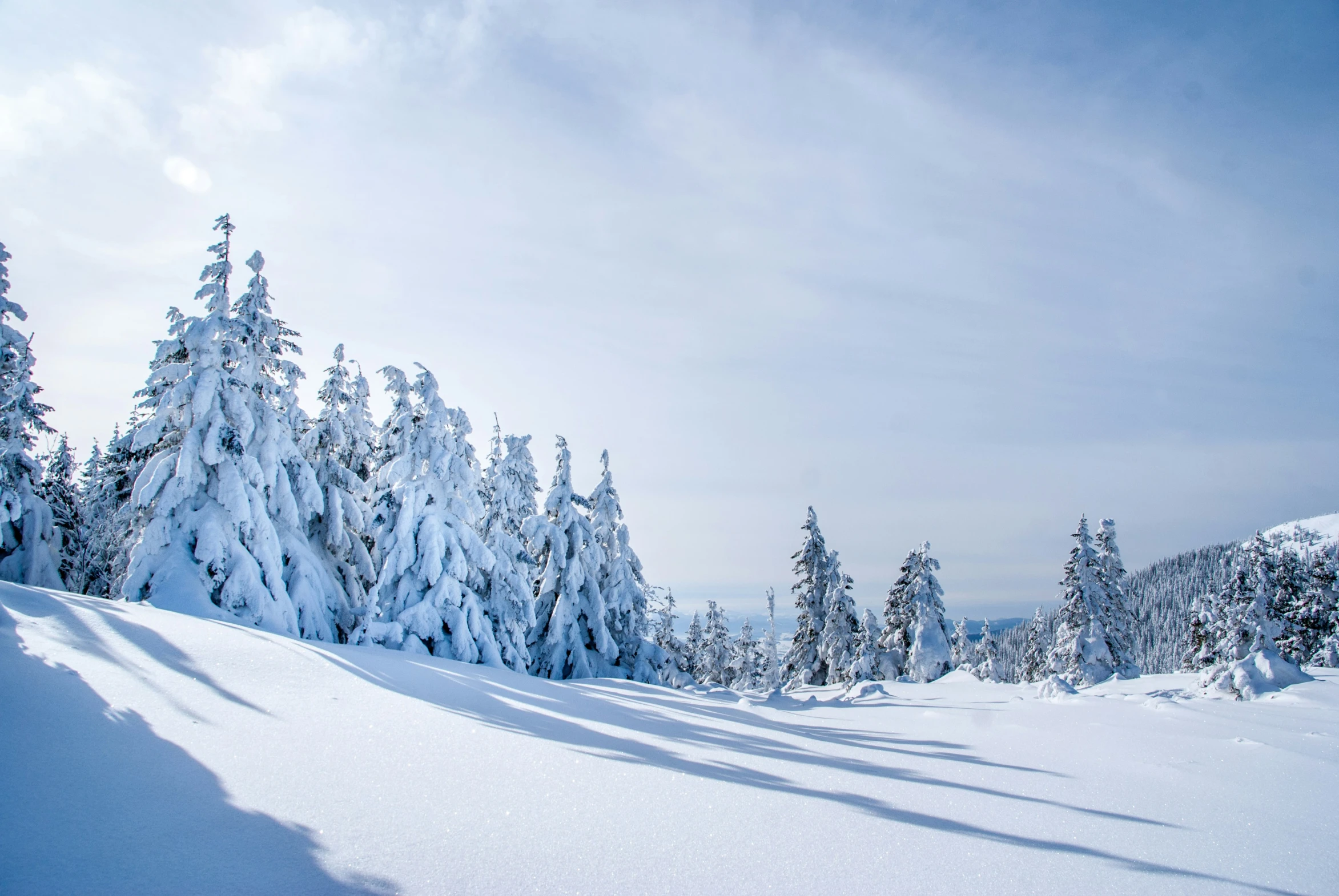 snowy trees and a bright blue sky on a sunny day