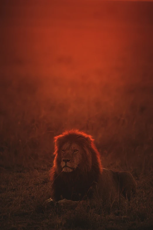 a group of lions in the dark at sunrise