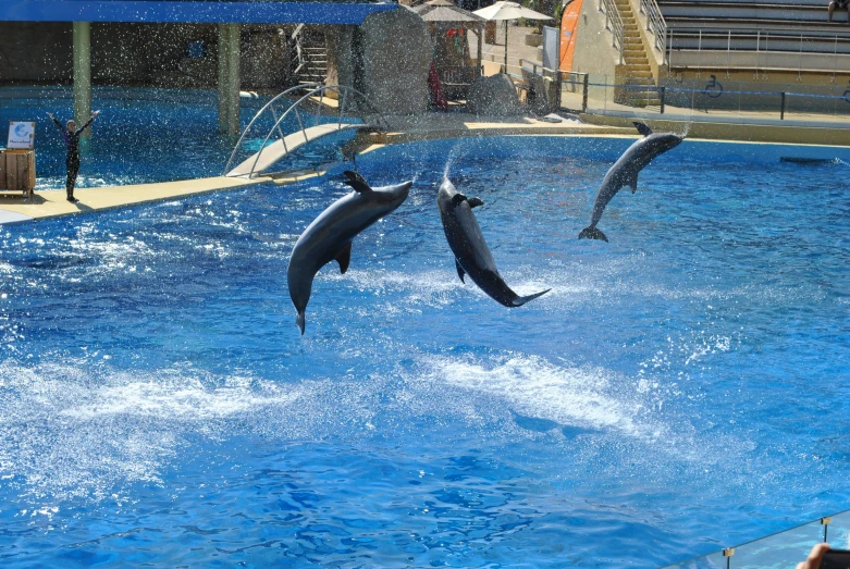 two dolphins jump into the air to show off their ss