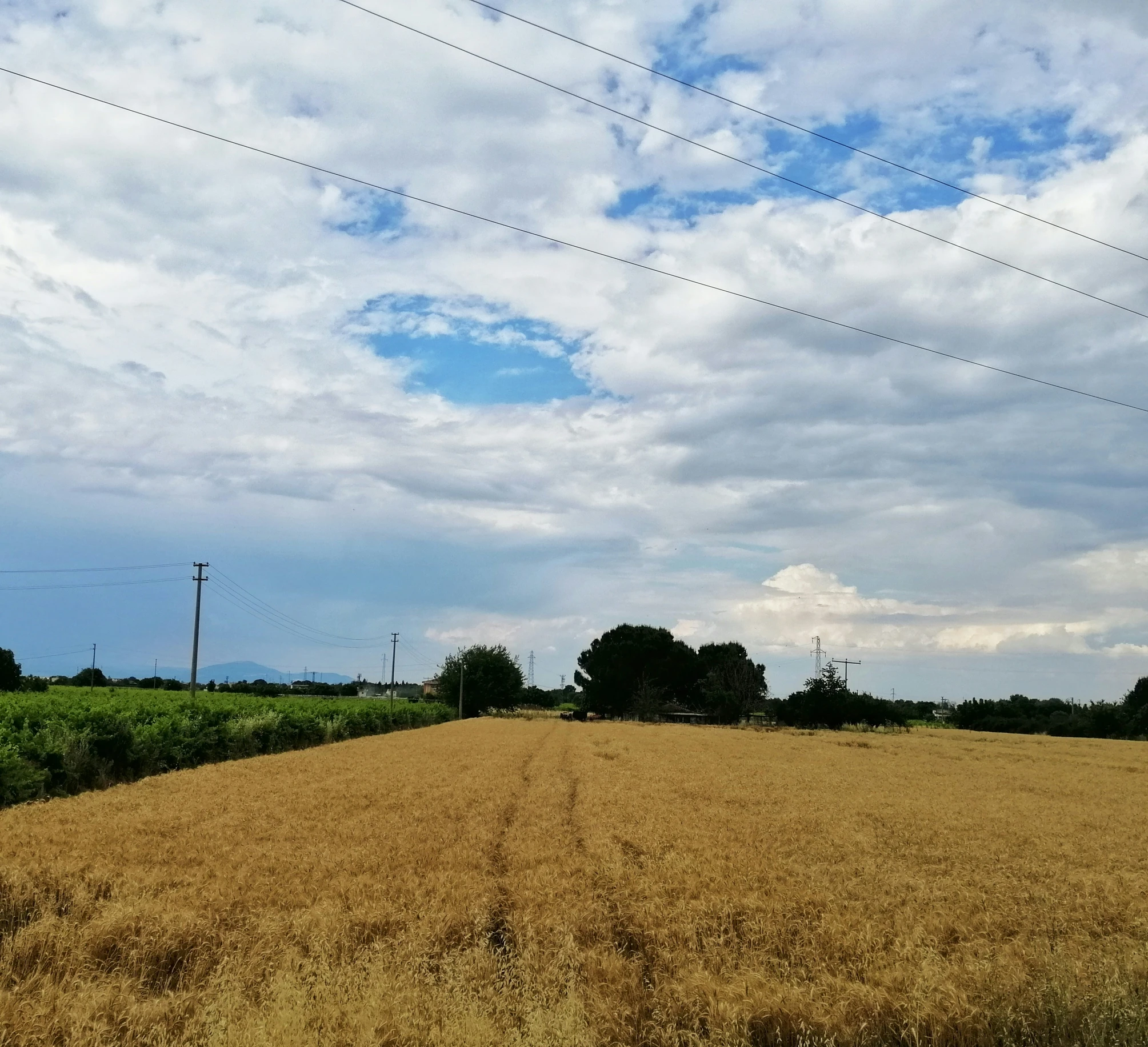 a field of ripened grass and some power lines