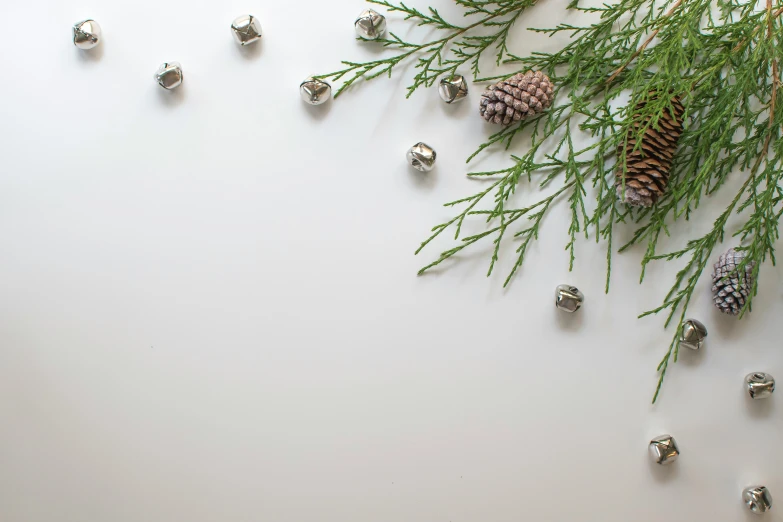 fir nches and pine cones with a nch surrounded by pineconi