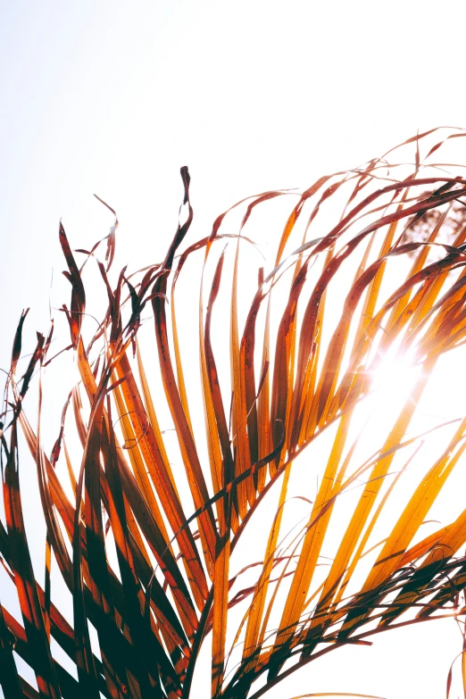 this image shows long grass that is close to the sun