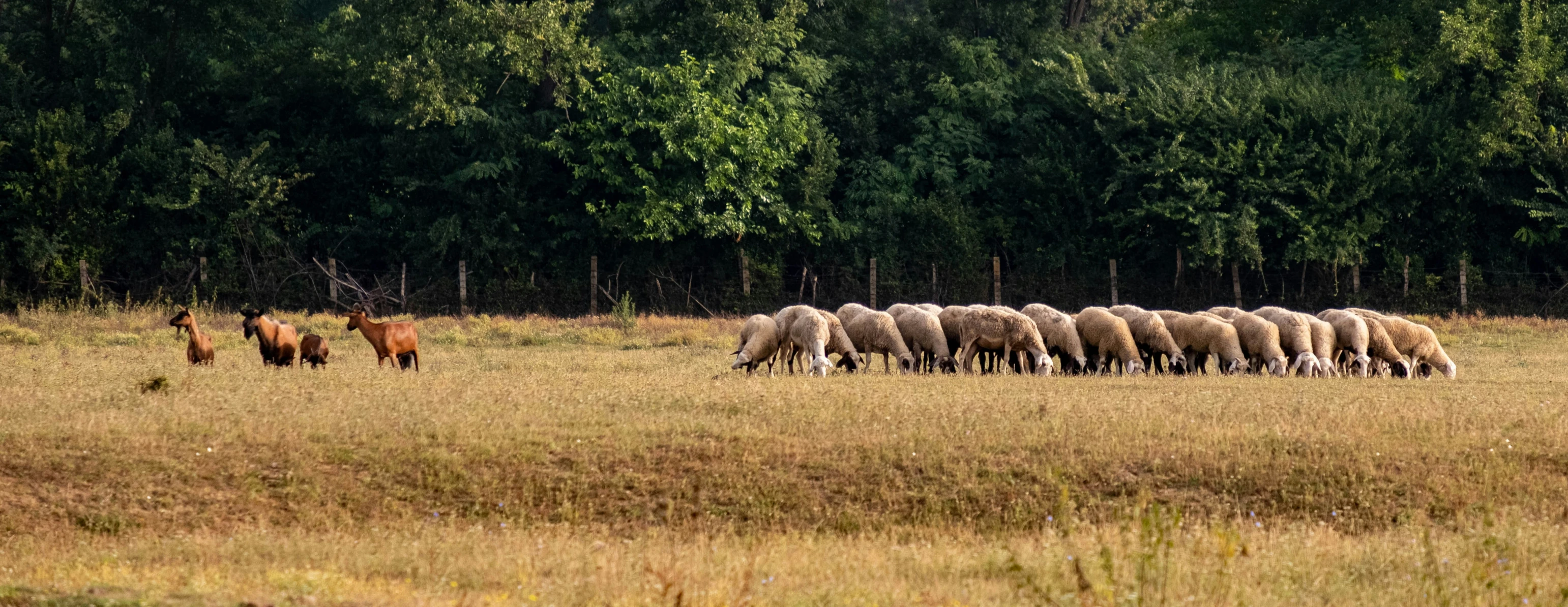 a flock of sheep and a few foals are in an open field