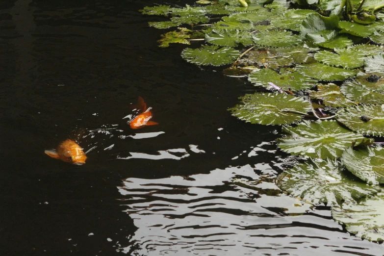 two kohaki swimming in a pond surrounded by water plants