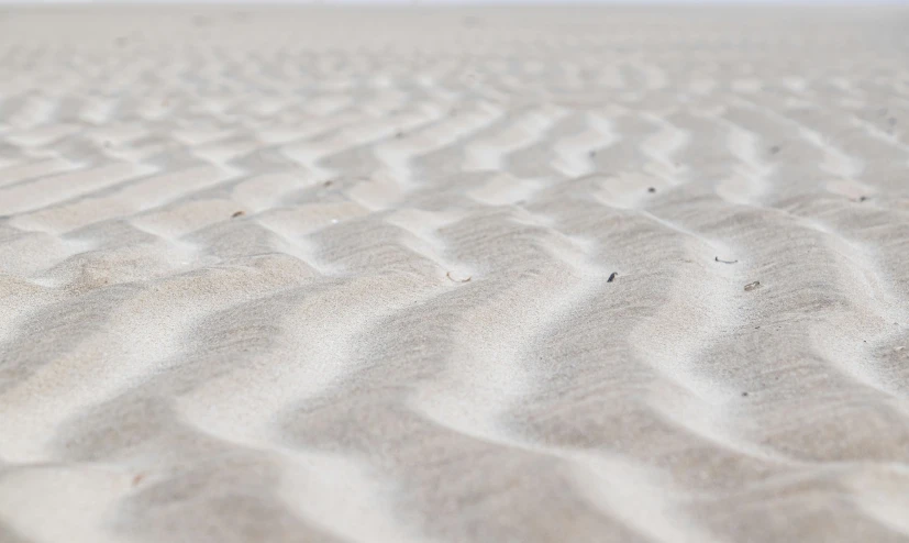 sand has wavy lines and tiny flowers that are in the grass