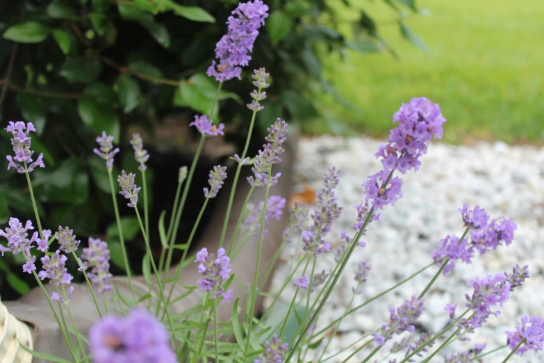 purple flowers growing in an outdoor area