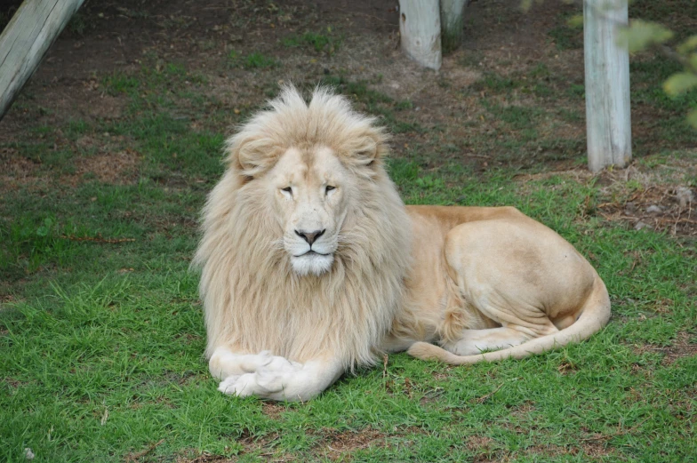 a large brown animal laying on top of a lush green field