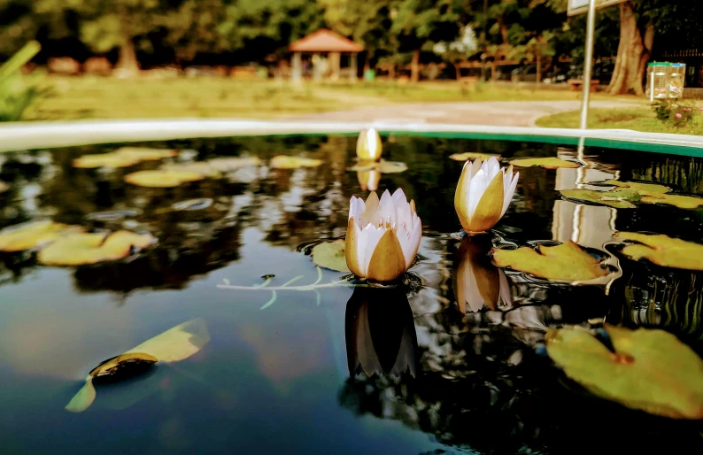 two yellow flowers are sitting in the water