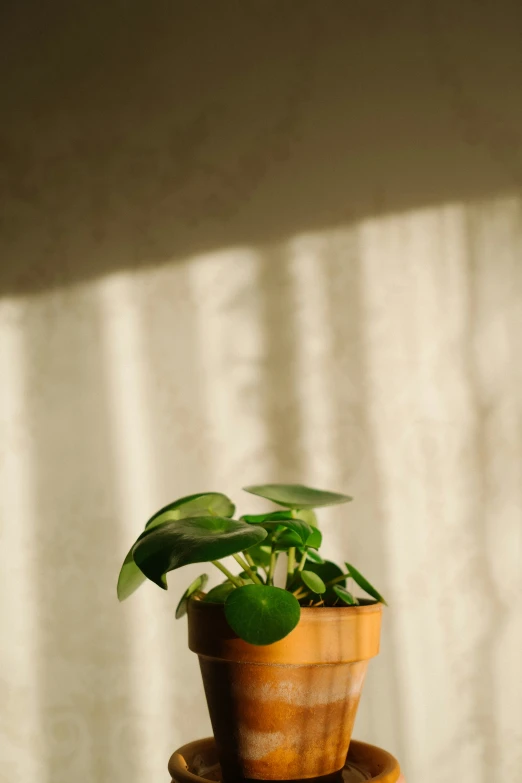 a potted plant sitting on top of two wood stumps