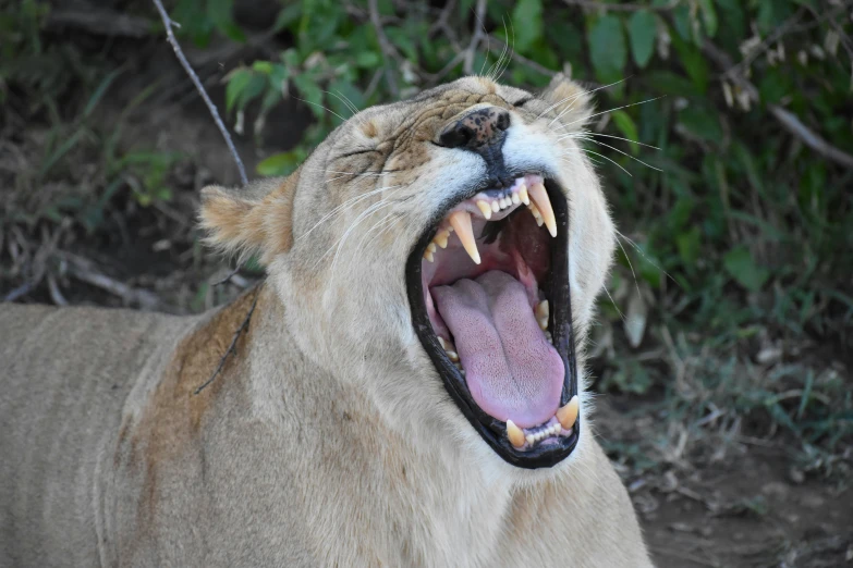 an image of a very big yawning lion