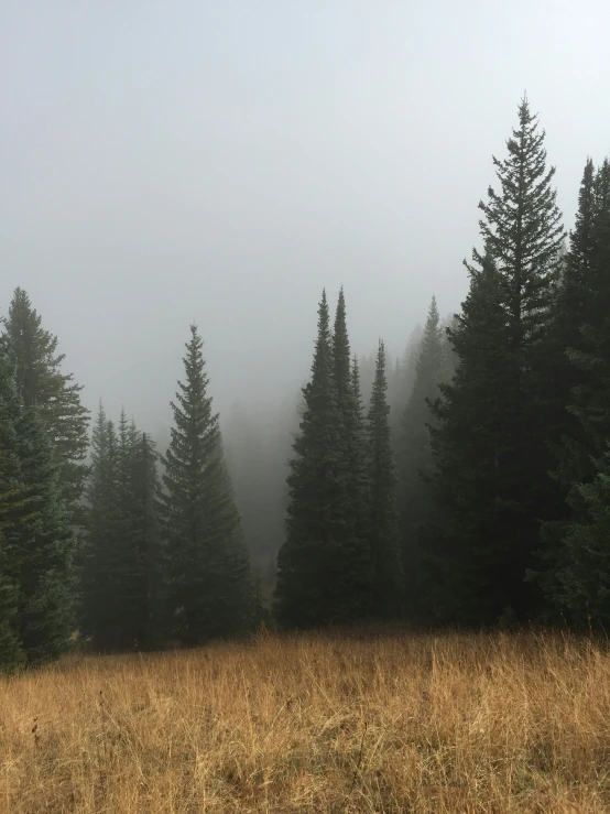 foggy trees stand above the tall grass on a mountain