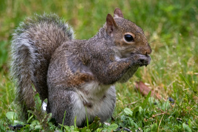 a close up of a squirrel with grass and flowers in the background