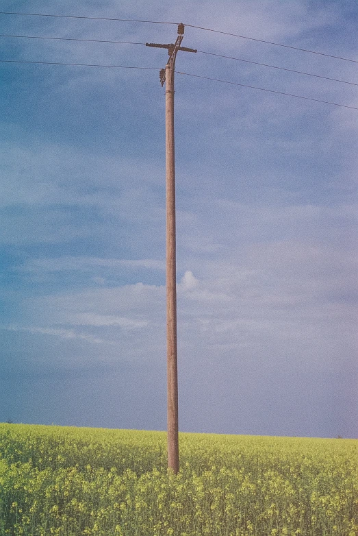 an artistic image of a single tree in the middle of nowhere