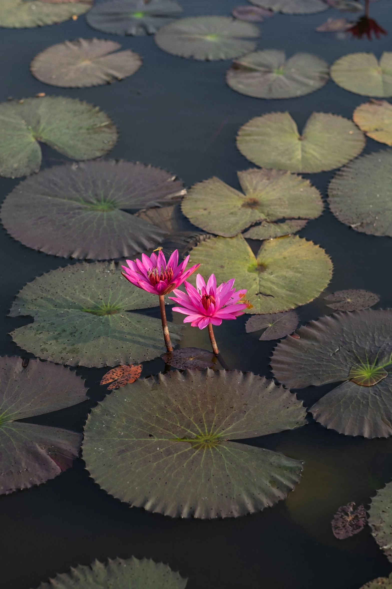 two pink water lilies sitting in the middle of lily pads