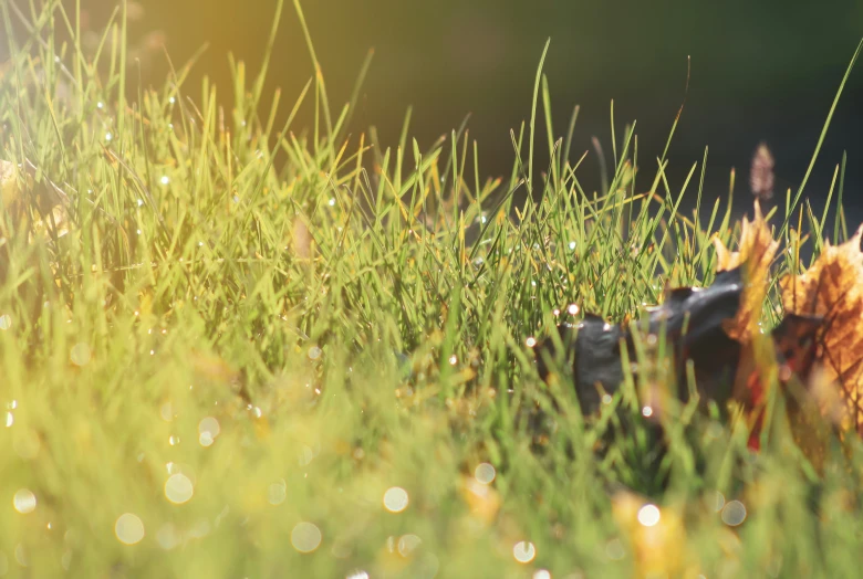 some grass with drops of water on it