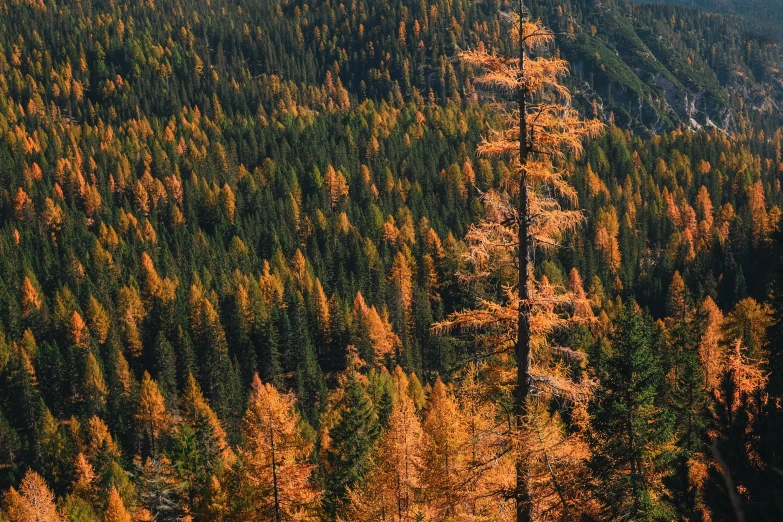 a tree in the middle of a forest with yellow leaves on the trees