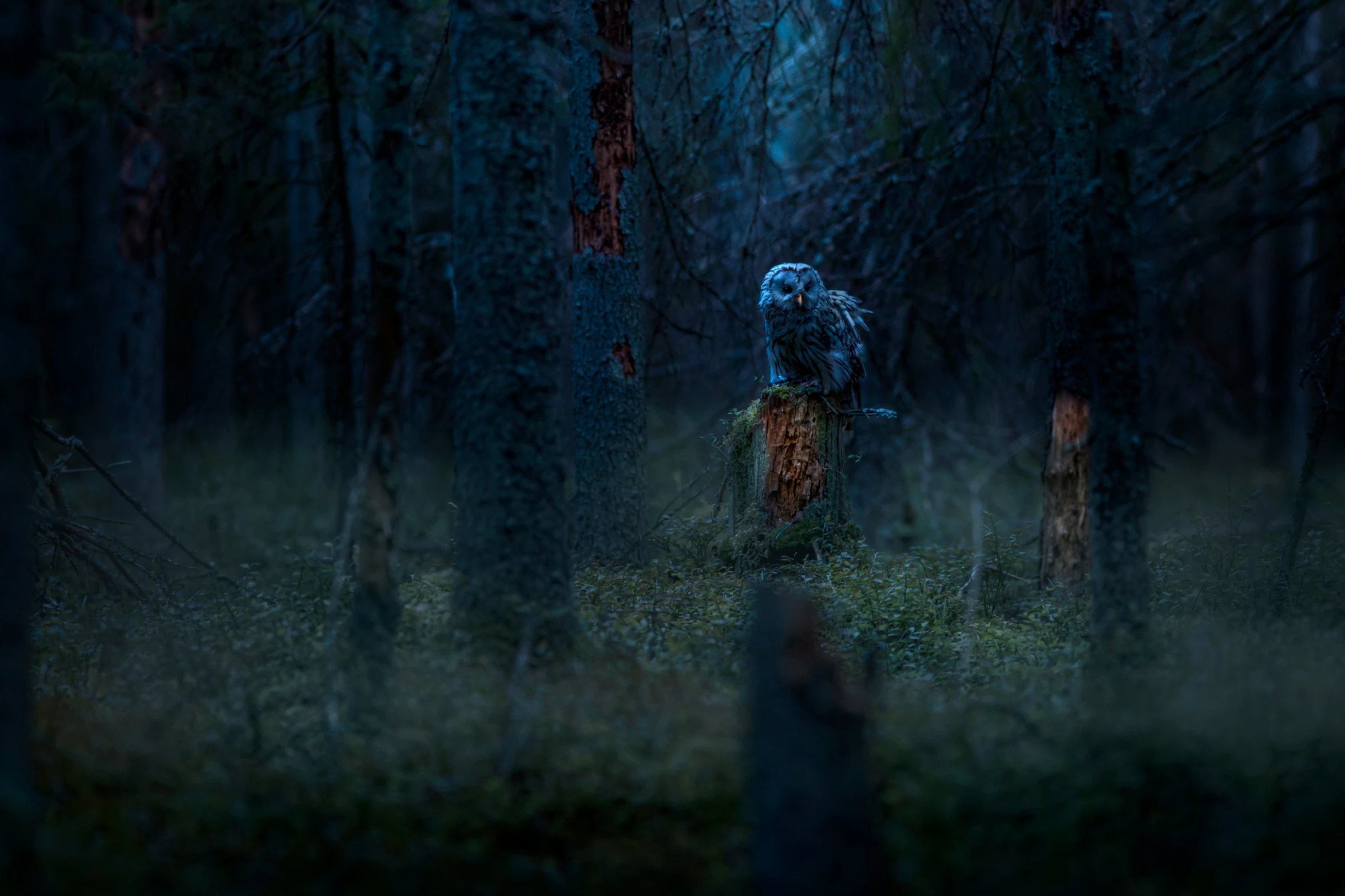 an owl sitting on top of a tree stump in the forest