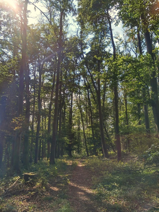 sun peeking through the trees and on the ground in the woods