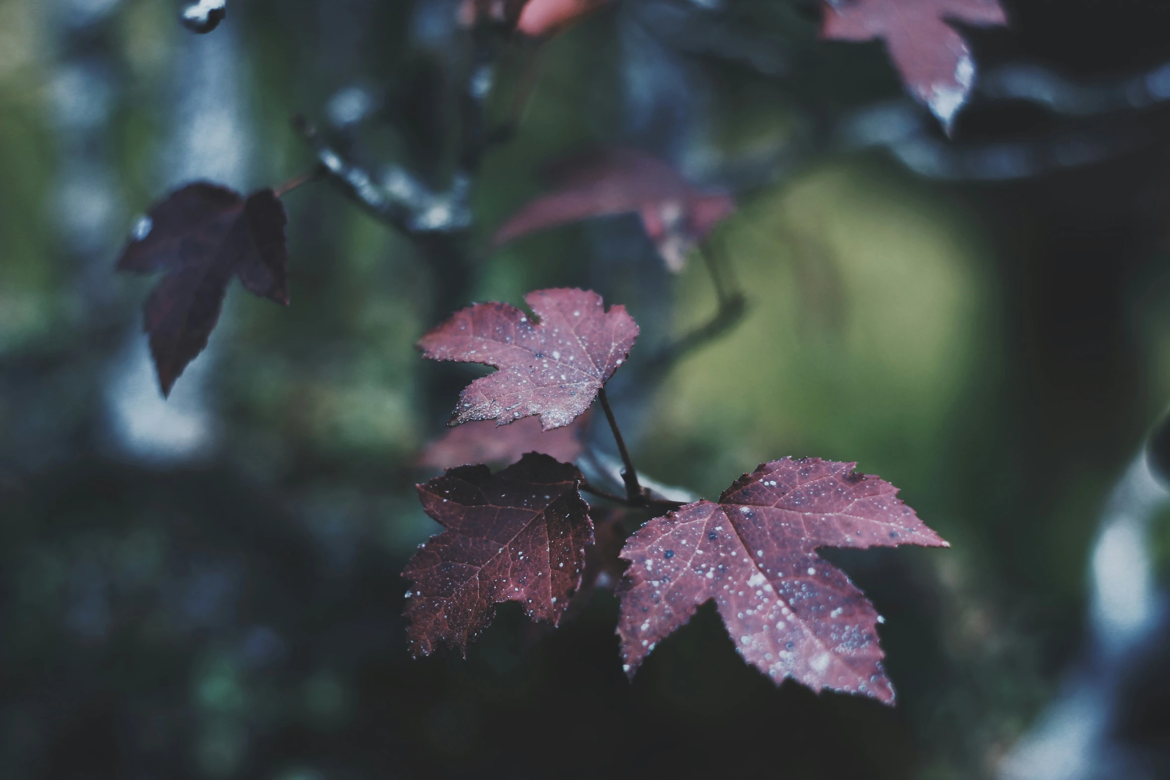 a leaf is covered with water droplets while the leaves appear to have fallen