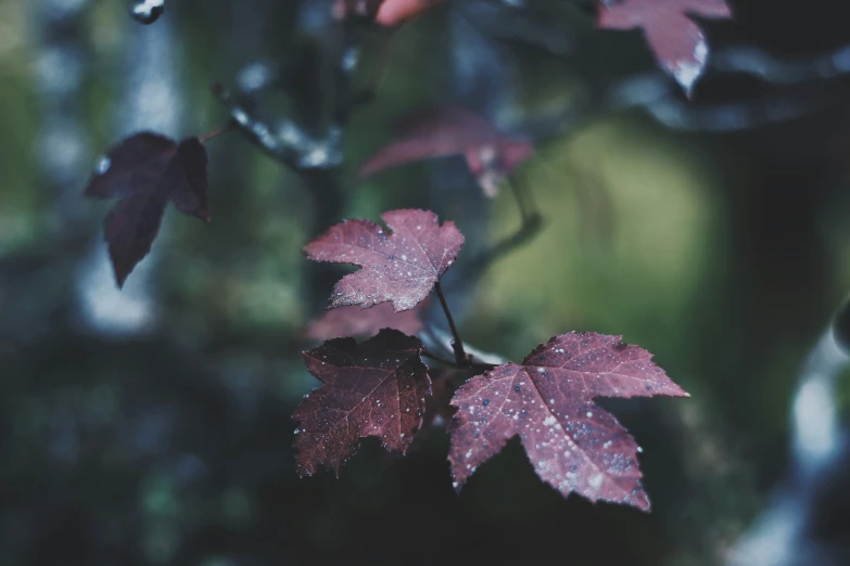 a leaf is covered with water droplets while the leaves appear to have fallen
