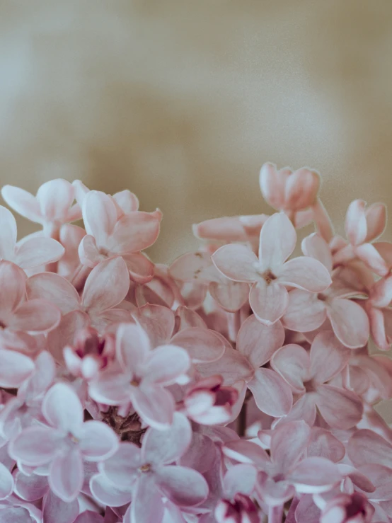 a bunch of pink flowers on a table