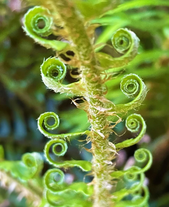 closeup of the back end of a fern's foliage