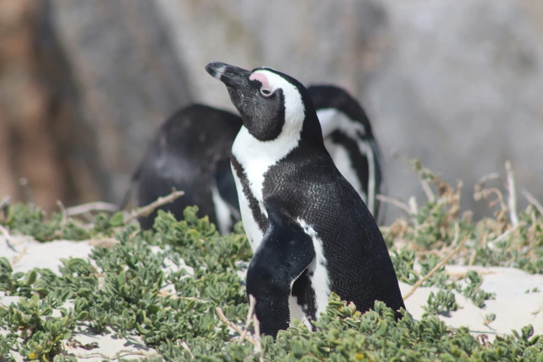 two penguins walking near some bushes