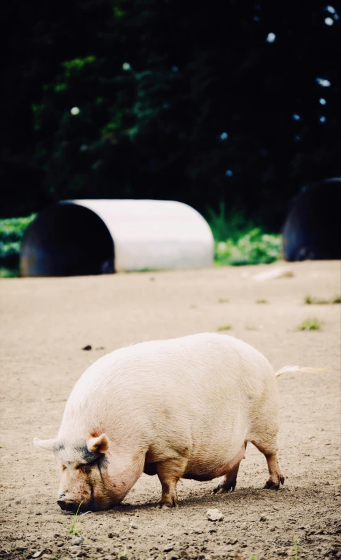 a pig is standing in a dirt field