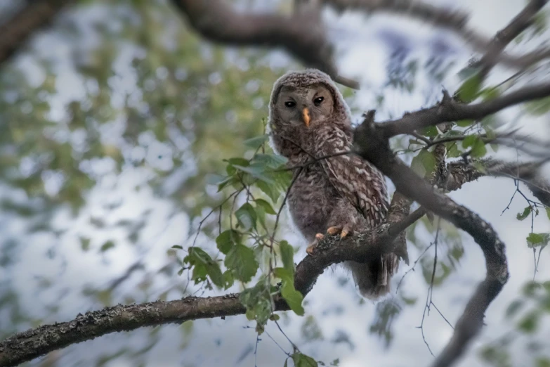 a gray and white owl is sitting in a tree