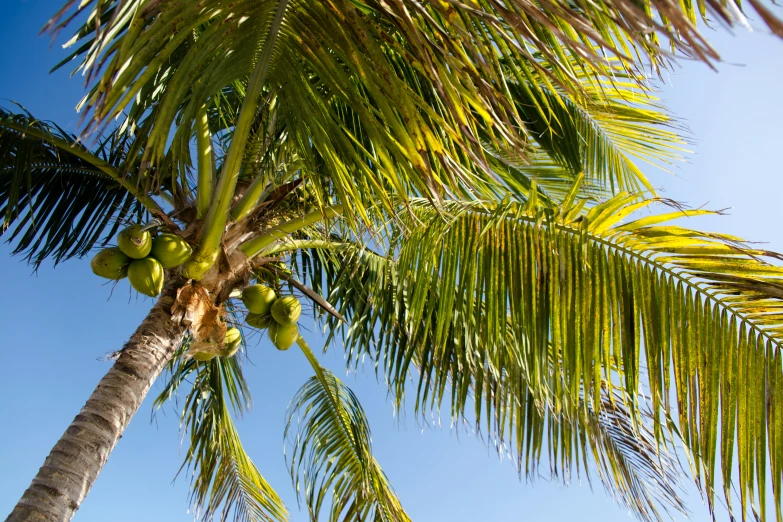 a coconut tree with an unripe tree next to it