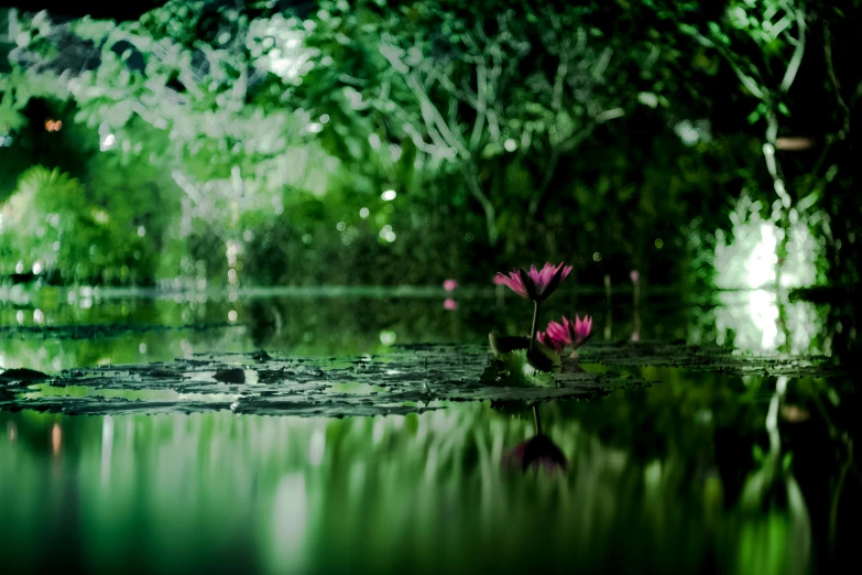 flower floating on top of water in a swamp