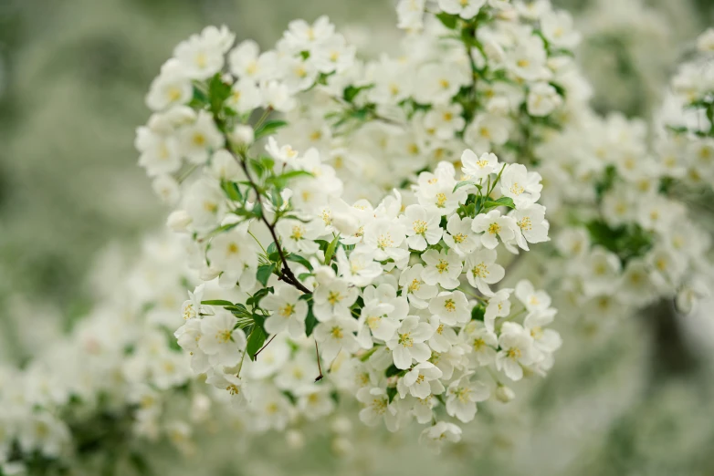 small white flowers hanging off the side of a building