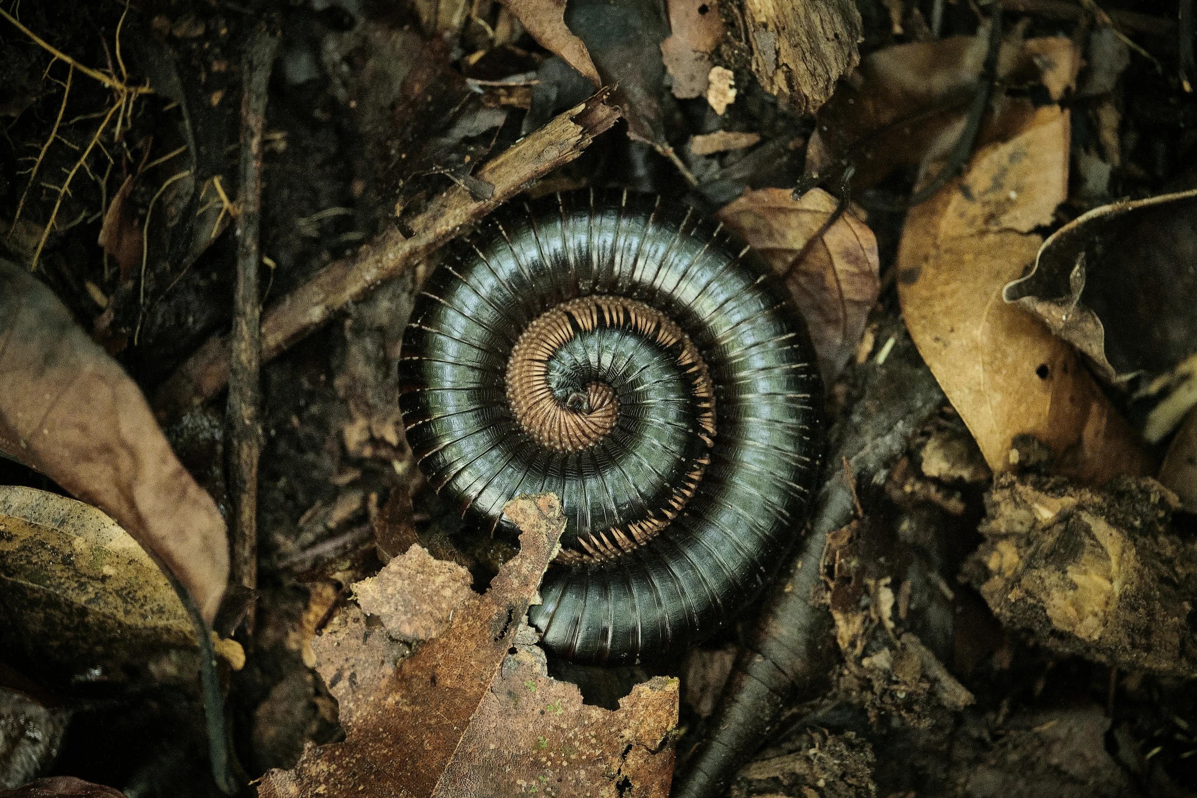 a spiral like animal standing on top of some leaves