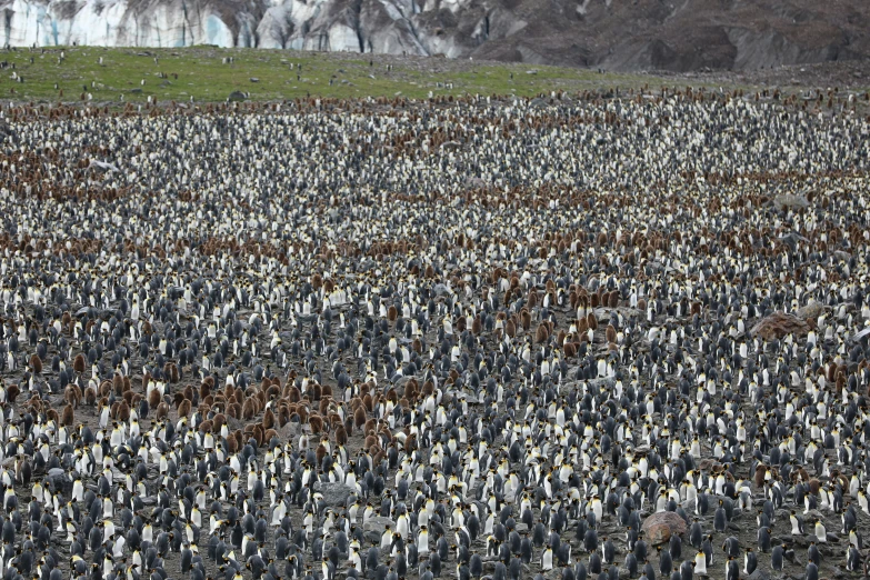 a large group of birds standing together in a field